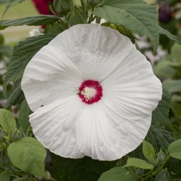 Гибискус мускусный (Hibiscus moscheutos)