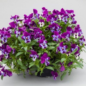 Виола виттрока ампельная (Viola x wittrockiana)