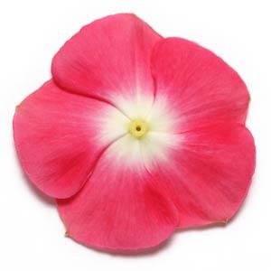 Катарантус розовый (Vinca rosea)