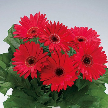 Гербера Джемсона (Gerbera jamesonii)