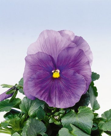 Виола Виттрока (Viola wittrockiana)