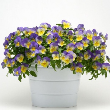 Виола виттрока ампельная (Viola wittrockiana)