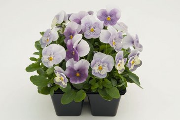 Виола рогатая (Viola cornuta)
