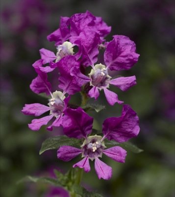 Куфея Ллавея (Cuphea llavea)