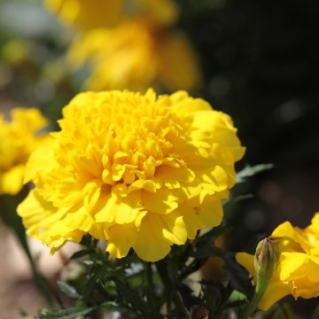 Бархатцы отклоненные (Tagetes patula)