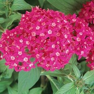 Пентас ланцетовидный (Pentas lanceolata)