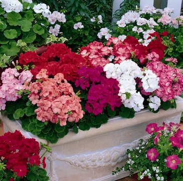 Герань (пеларгония садовая) (Pelargonium x hortorum)