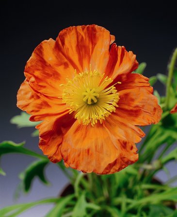 Мак голостебельный (Papaver nudicaule)