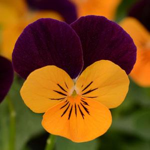 Виола рогатая (Viola cornuta)