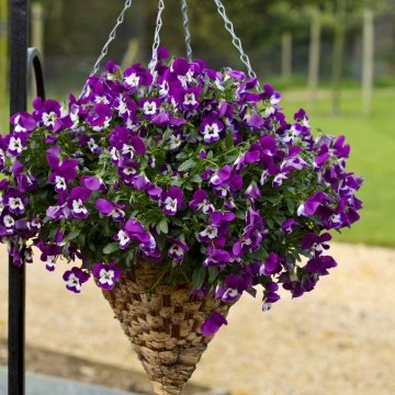 Виола виттрока ампельная (Viola x wittrockiana)