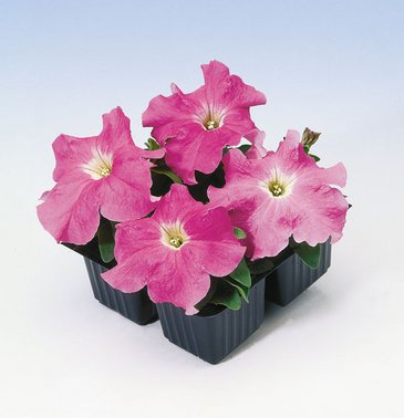 Петуния крупноцветковая (Petunia grandiflora)