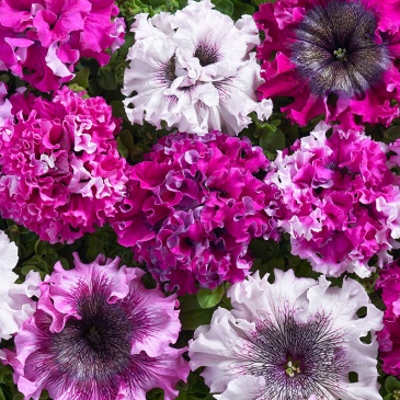 Петуния крупноцветковая (Чехия) превосходнейшая (Petunia grandiflora superbissima)