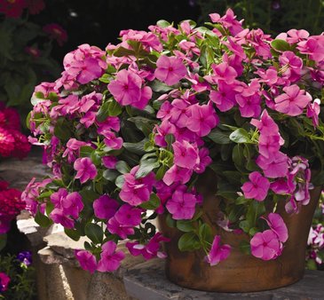 Катарантус розовый ампельный (Vinca rosea)