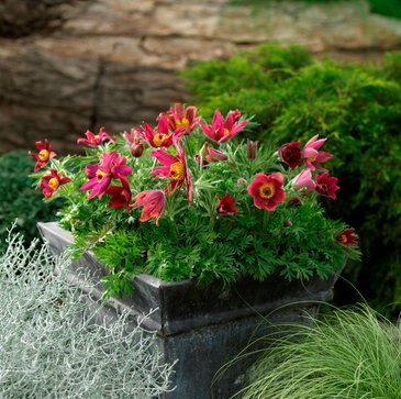 Прострел обыкновенный (Pulsatilla vulgaris)