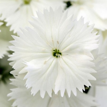 Гвоздика китайская х турецкая (Dianthus chinensis x barbatus)