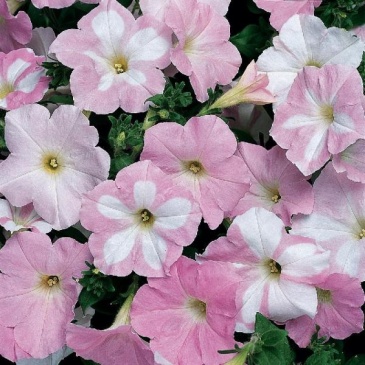 Петуния ампельная гибридная (Petunia х hybrida)