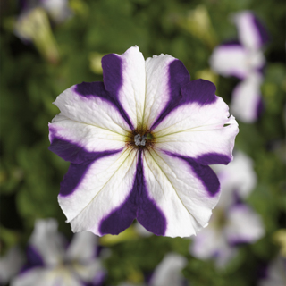 Петуния крупноцветковая (Petunia grandiflora)