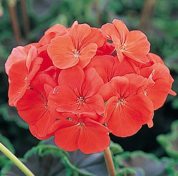Герань (пеларгония садовая) (Pelargonium x hortorum)