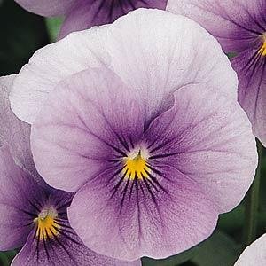 Виола рогатая (Viola cornuta) Виола рогатая (Viola cornuta)