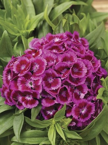 Гвоздика турецкая (Dianthus barbatus)
