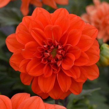 Георгина гибридная (Dahlia hybrida)