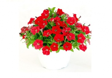 Петуния ампельная гибридная (Petunia x hybrida)