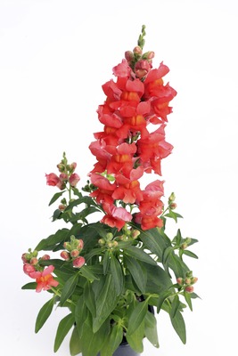 Львиный зев (Антирринум) большой (Antirrhinum majus)