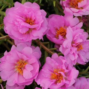 Портулак крупноцветковый (Portulaca grandiflora)