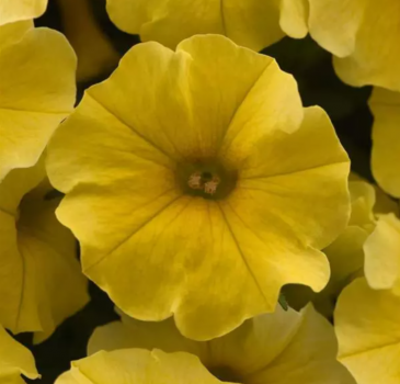 Петхоа гибридная ампельная (Petchoa ( Petunia x Calibrachoa )) Петхоа гибридная ампельная (Petchoa ( Petunia x Calibrachoa ))