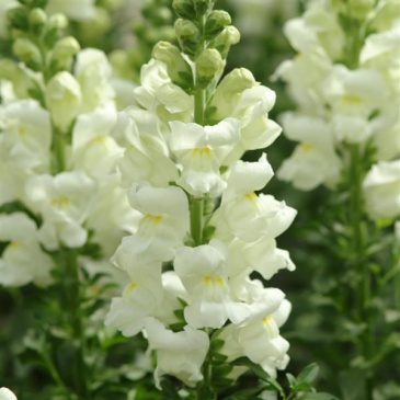 Львиный зев (Антирринум) большой (Antirrhinum majus)