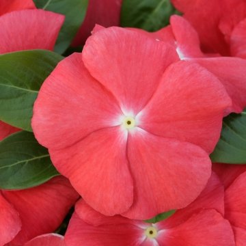 Катарантус розовый (Vinca rosea)