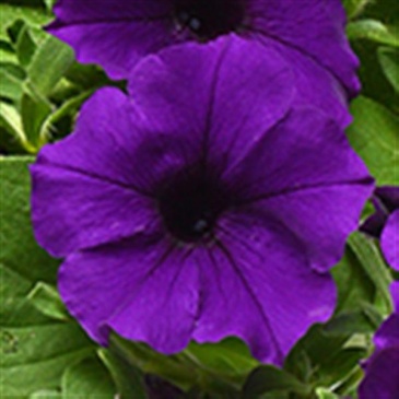 Петуния ампельная гибридная (Petunia х hybrida)