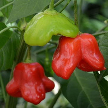 Перец ягодный (Capsicum baccatum)