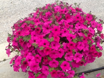 Петуния ампельная гибридная (Petunia x hybrida)