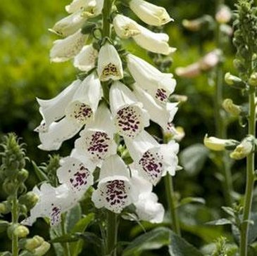 Наперстянка пурпурная (Digitalis purpurea)
