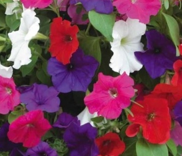 Петуния многоцветковая (Petunia multiflora)