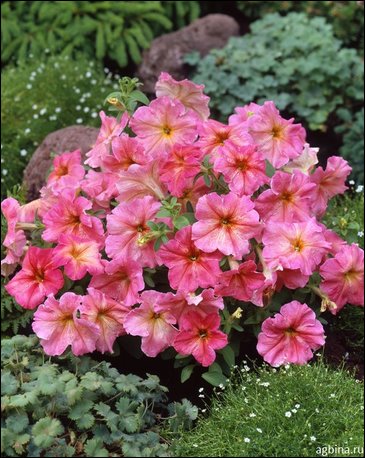 Петуния крупноцветковая гофрированная (Petunia grandiflora)