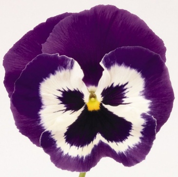 Виола виттрока (Viola wittrockiana)