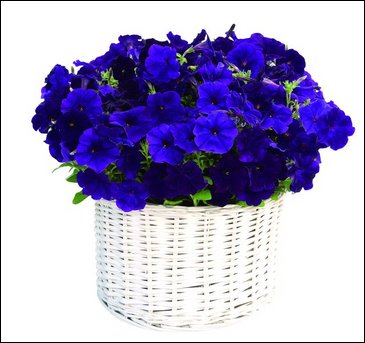 Петуния ампельная гибридная (Petunia x hybrida)