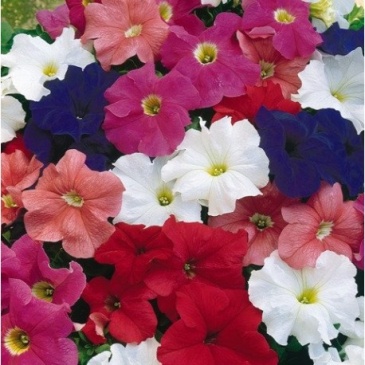 Петуния крупноцветковая (Petunia grandiflora)
