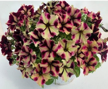 Петуния ампельная гибридная (Petunia x hybrida)