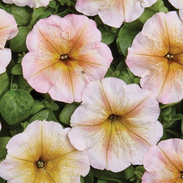 Петуния многоцветковая (Чехия) (Petunia multiflora)
