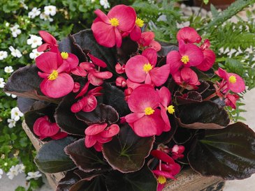 Бегония вечноцветущая (бронзовая листва) (Begonia semperflorens)
