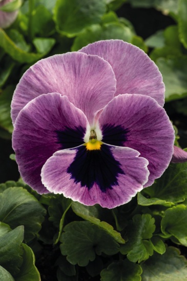 Виола виттрока (Viola wittrockiana)