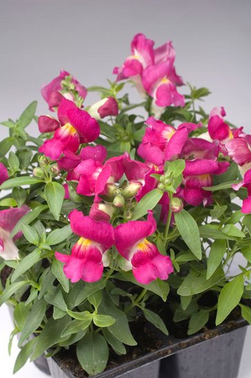 Львиный зев (Антирринум) большой (Antirrhinum majus)