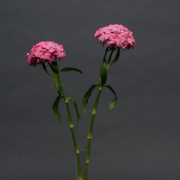Гвоздика турецкая (Dianthus barbatus)