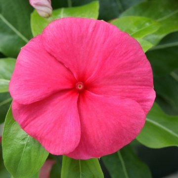 Катарантус розовый (Vinca rosea)