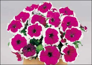 Петуния многоцветковая (Petunia multiflora)