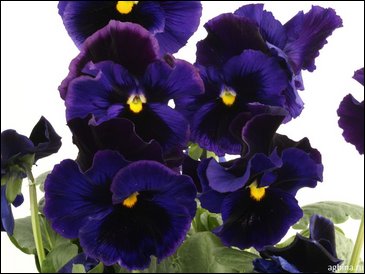 Виола Виттрока бахромчатая (Viola wittrockiana)