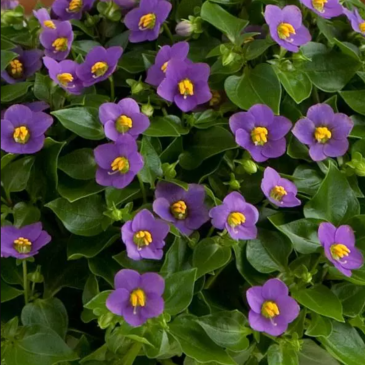 Экзакум (Exacum affine)